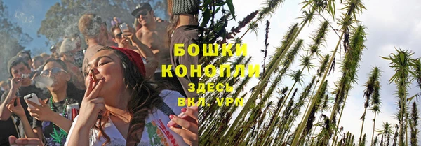 сатива Беломорск