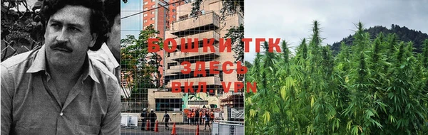 сатива Беломорск